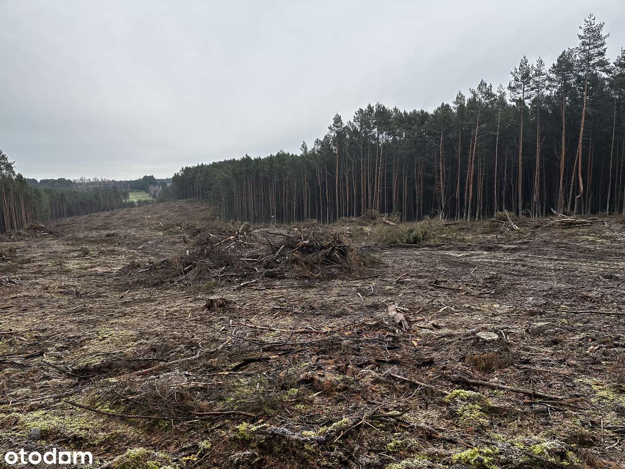 Działka Leśna 40000m2, Kamion , gmina Wierzchlas - Pełny obrazek: 4/6