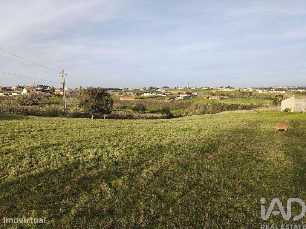 Terreno Agrícola em Cela - Grande imagem: 2/13