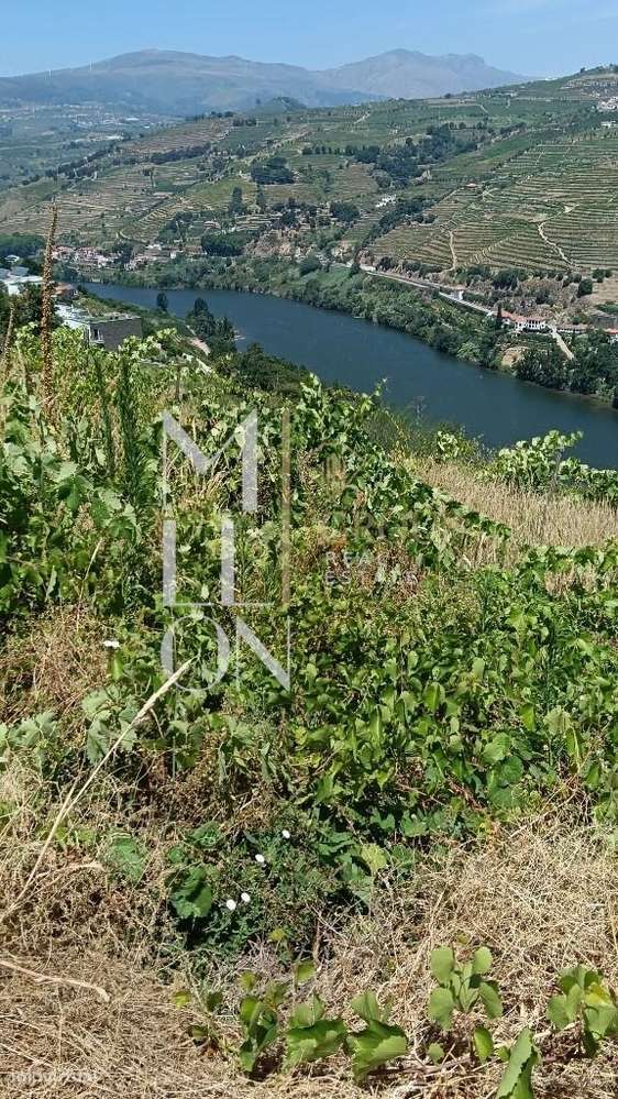 Quinta com 3 hectares e vistas desafogadas para o rio Douro-5