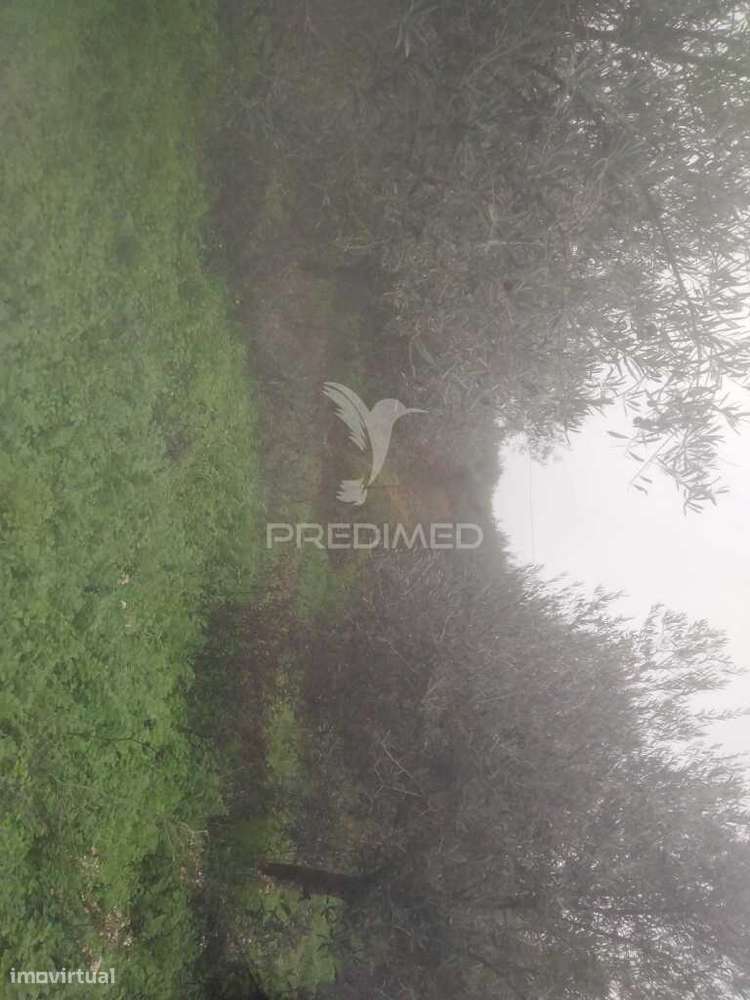 Terrno/Olival com Viabilidade de Construção - Grande imagem: 2/17