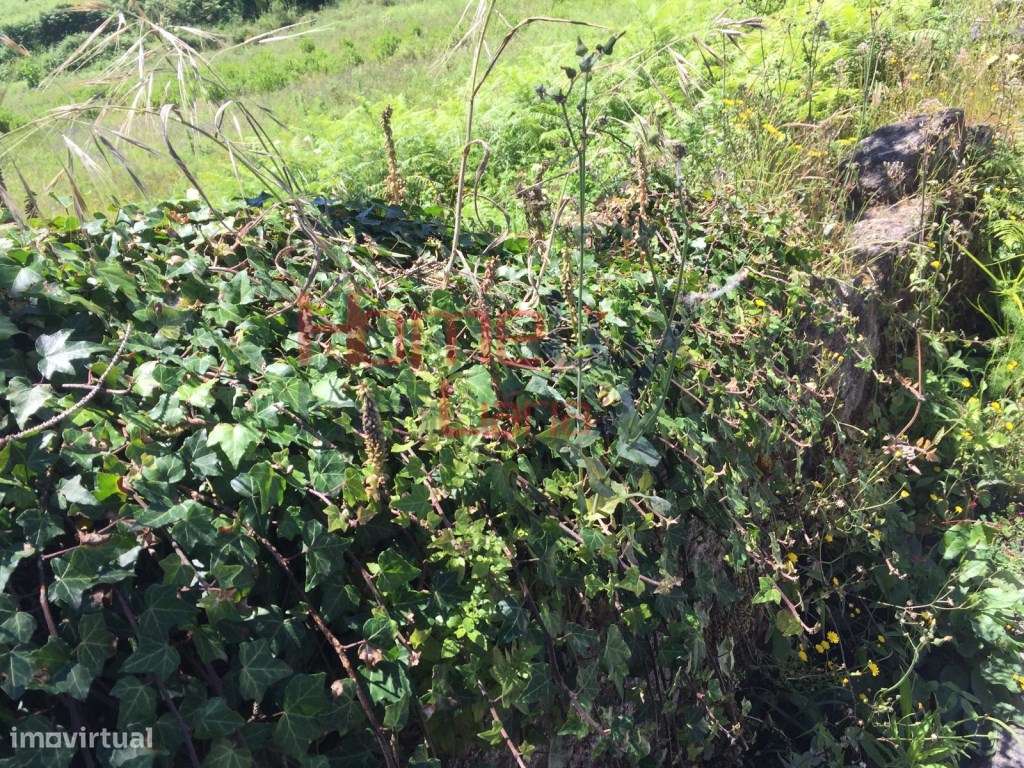 Terreno para construção em Albergaria- a-Velha - Grande imagem: 4/15