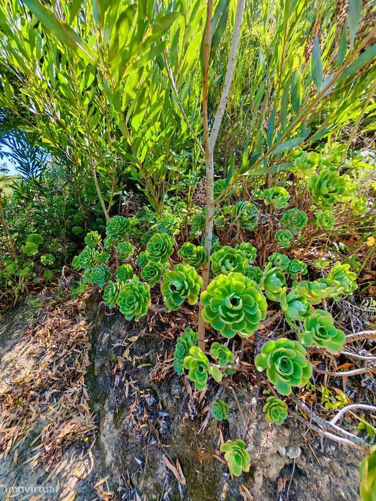 Quinta com muita privacidade, a 11 minutos do centro da Ericeira-42