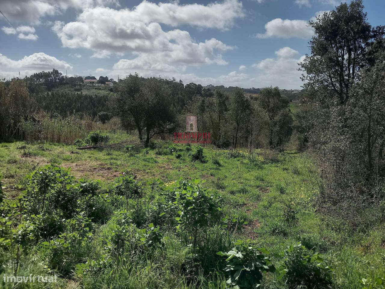 Terreno com árvores de fruto 4.440m2, Relvas, Caldas da Rainha - Grande imagem: 3/13