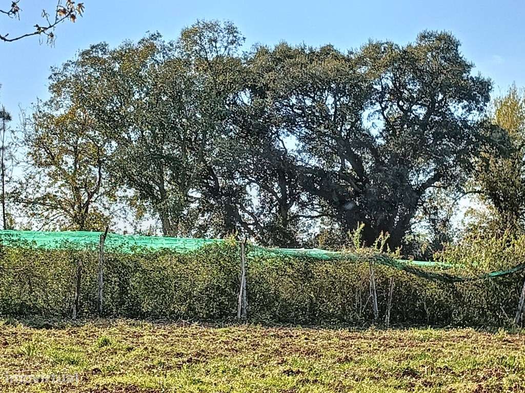 TERRENO RUSTICO - SOBREIRO - Grande imagem: 2/8