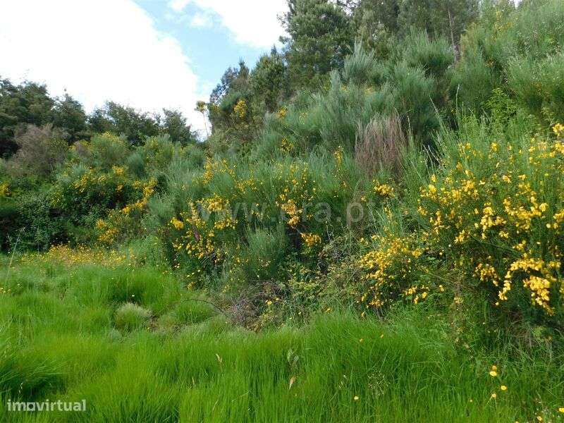 Terreno Rústico Estúdio / Fundão, Enxabarda - Grande imagem: 4/4
