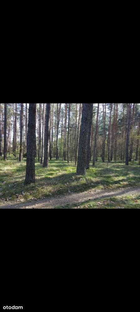 Sprzedam dom w lesie - Pełny obrazek: 4/17