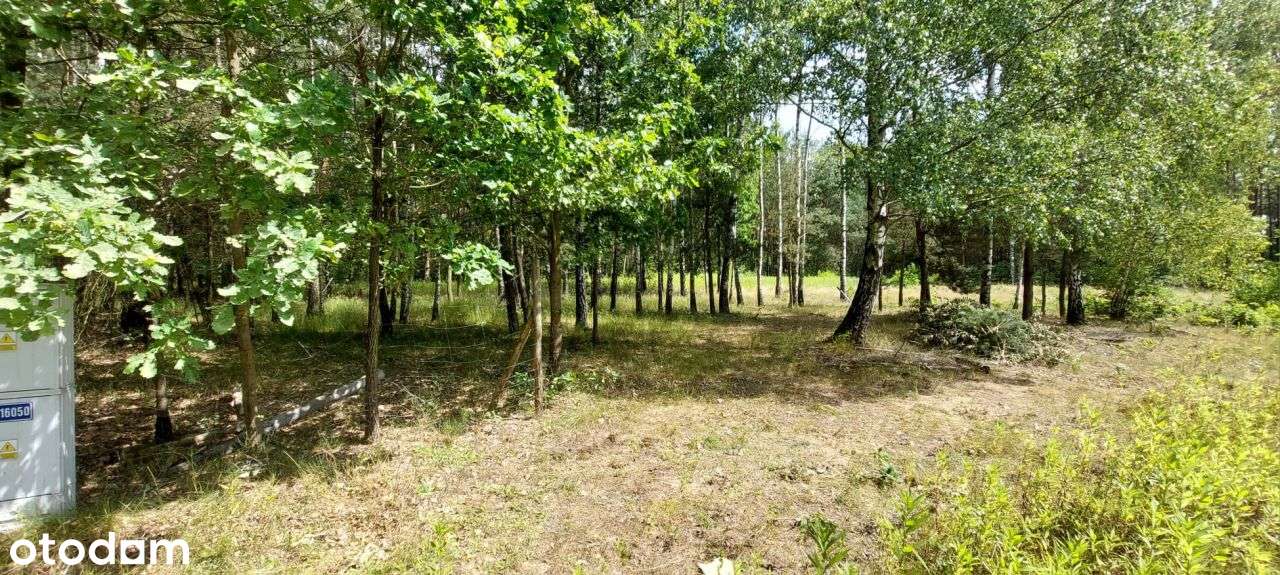 Budowlana uzbrojona leśny zakątek pod Leoncinem - Pełny obrazek: 4/13