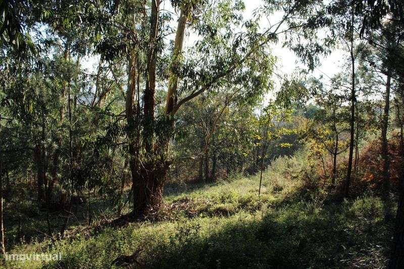 Terreno Grilo Baião - Grande imagem: 5/12