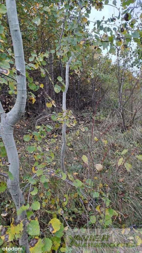 Bukwałd, dzlałki budowlane 2331m2 oraz 2222m2 Mpzp - Pełny obrazek: 4/4