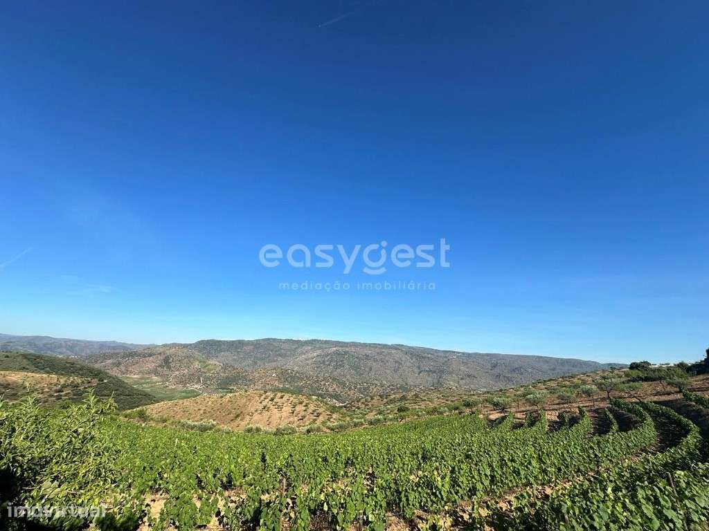 Magnifico Terreno Agrícola com 226810 m2 na região do Douro Superior. - Grande imagem: 5/22