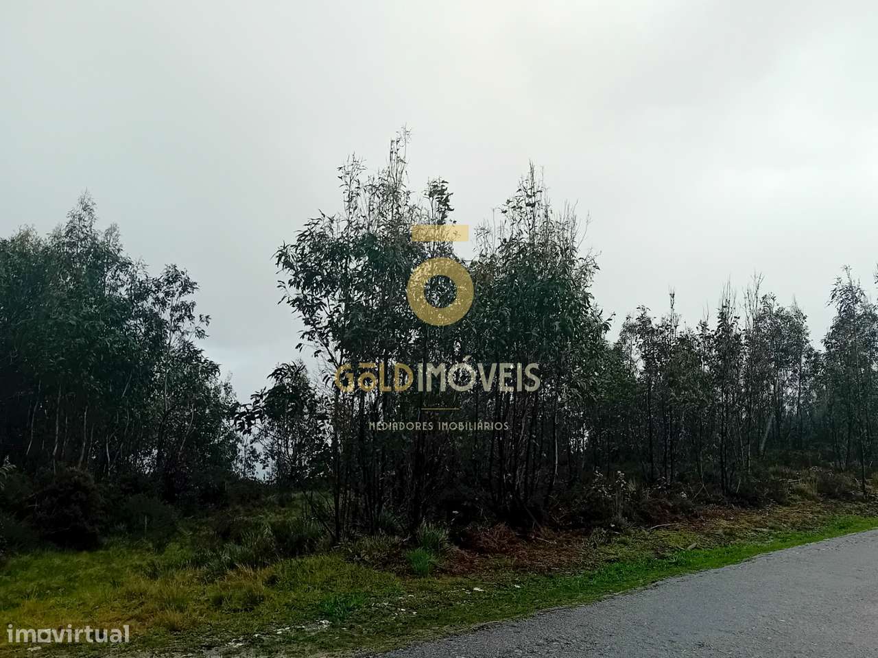 Terreno Florestal em Real - Castelo de Paiva - Grande imagem: 3/7