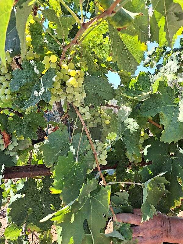 Terreno  para venda - Grande imagem: 4/14