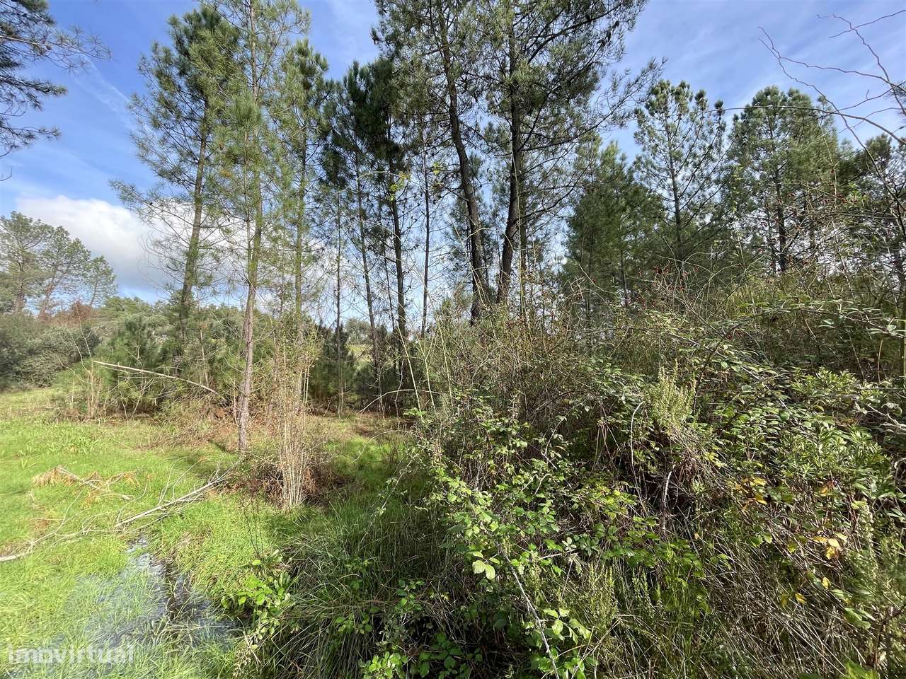 Terreno Rústico  Venda em Sarzedas,Castelo Branco - Grande imagem: 1/8