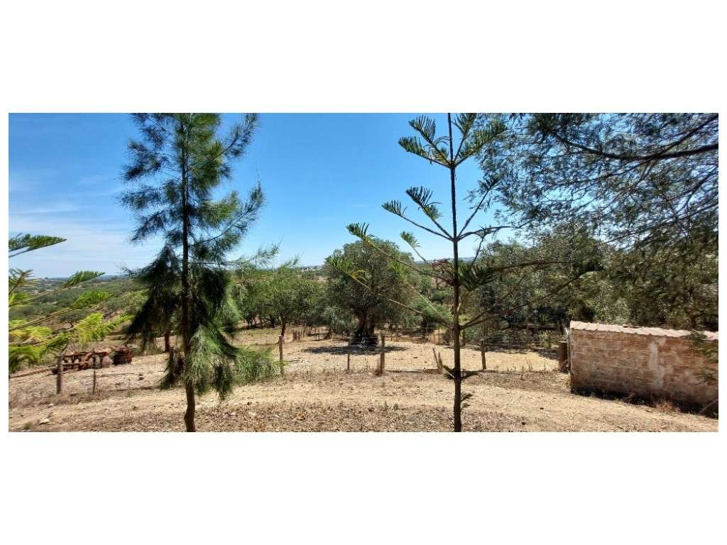 HERDADE 92 ha l Colos-17