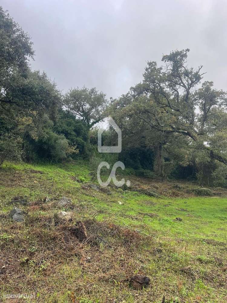 Terreno com poço legalizado e várias árvores de fruto-2