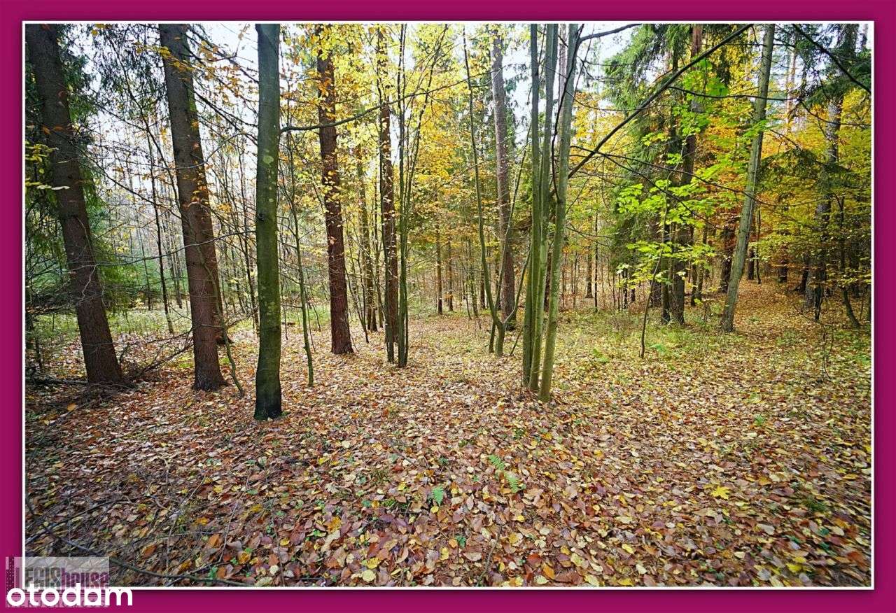 Las 2,2181 Ha*Różnowo*Bogaty Drzewostan*Uzbrojenie-8