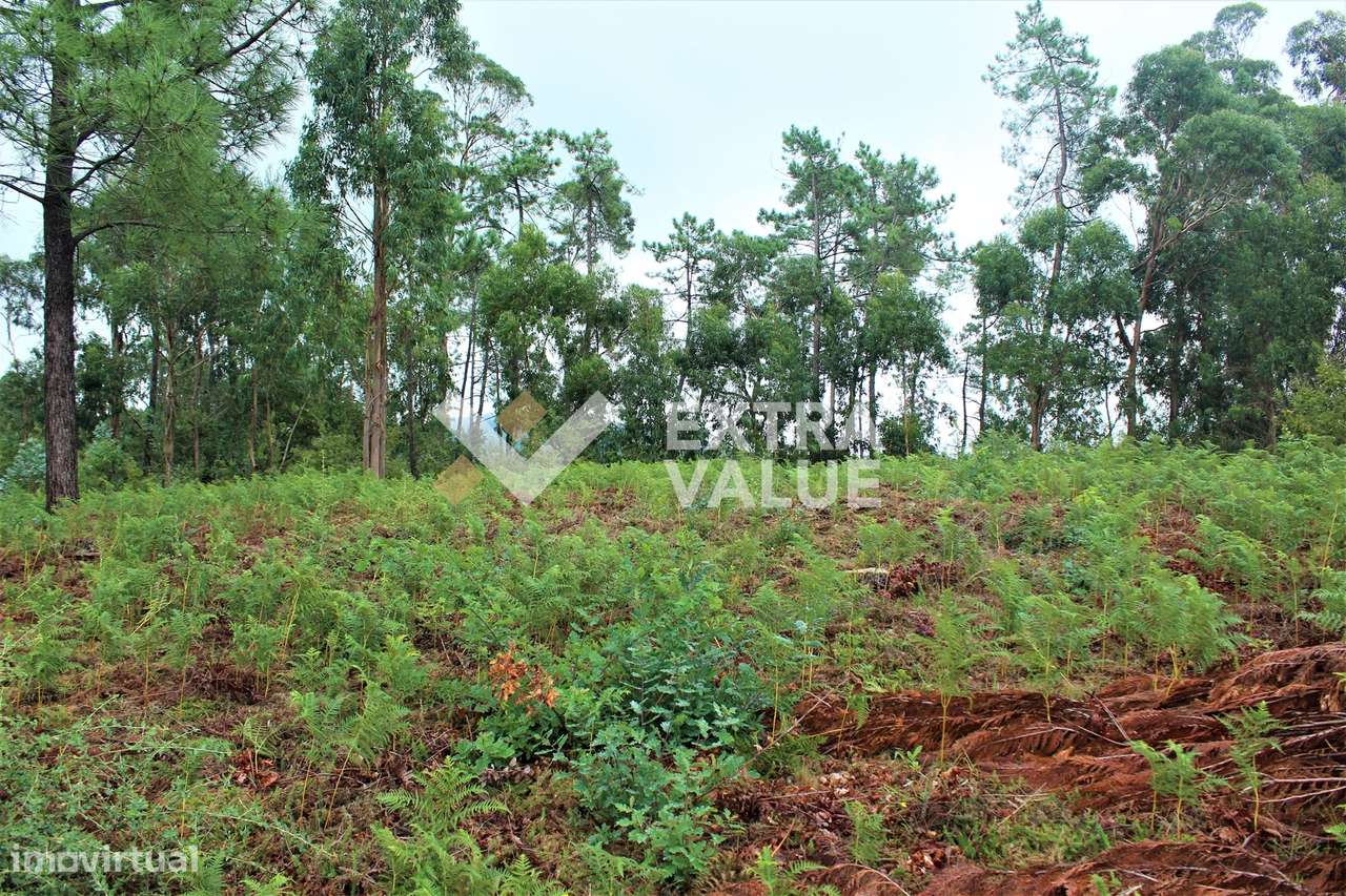 Terreno Para Construção  Venda em Ardegão, Freixo e Mato,Ponte de Lima - Grande imagem: 5/19