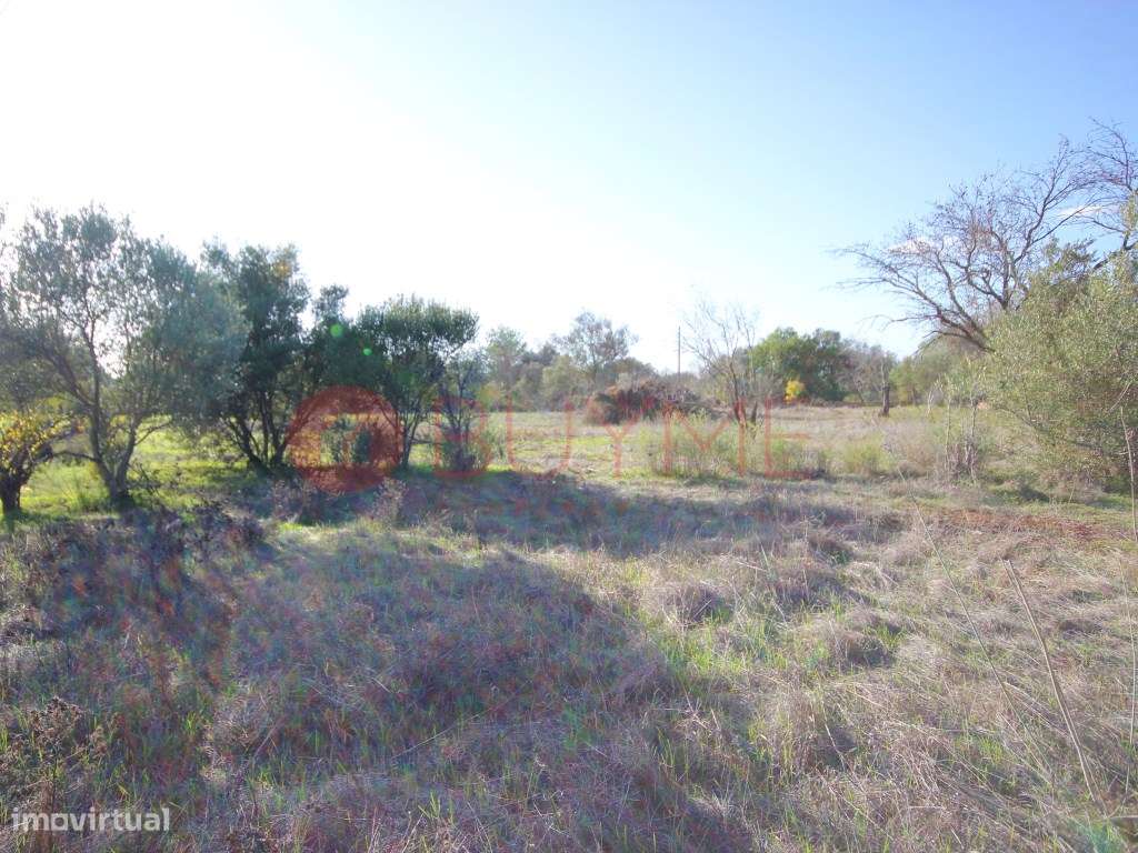 Terreno Rústico com Potencial Agrícola entre Vilamoura e Boliqueime - Grande imagem: 2/3