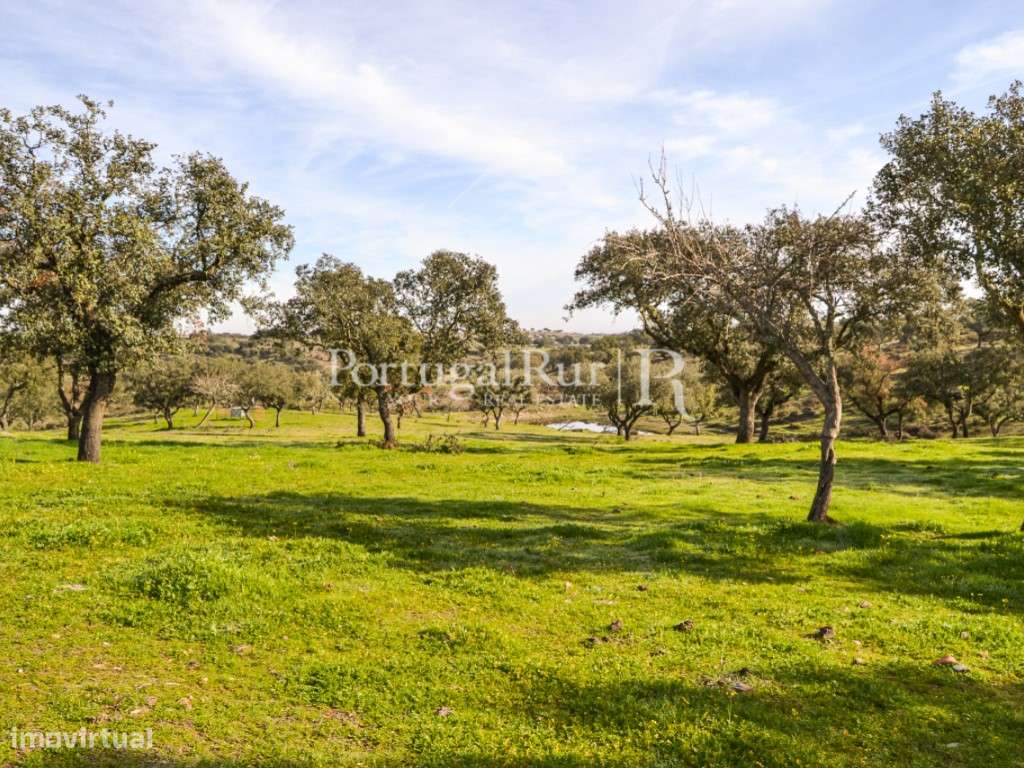 Herdade de 60 ha e monte, em Reguengos de Monsaraz-25
