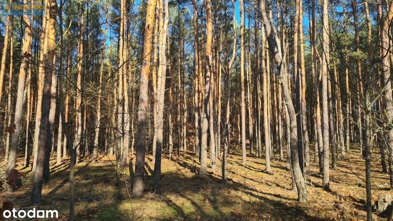 Działka leśna 7 388 m² z potencjałem | Wesoła-5