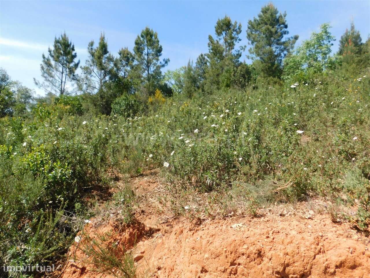 Terreno Rústico / Fundão, Fatela-13