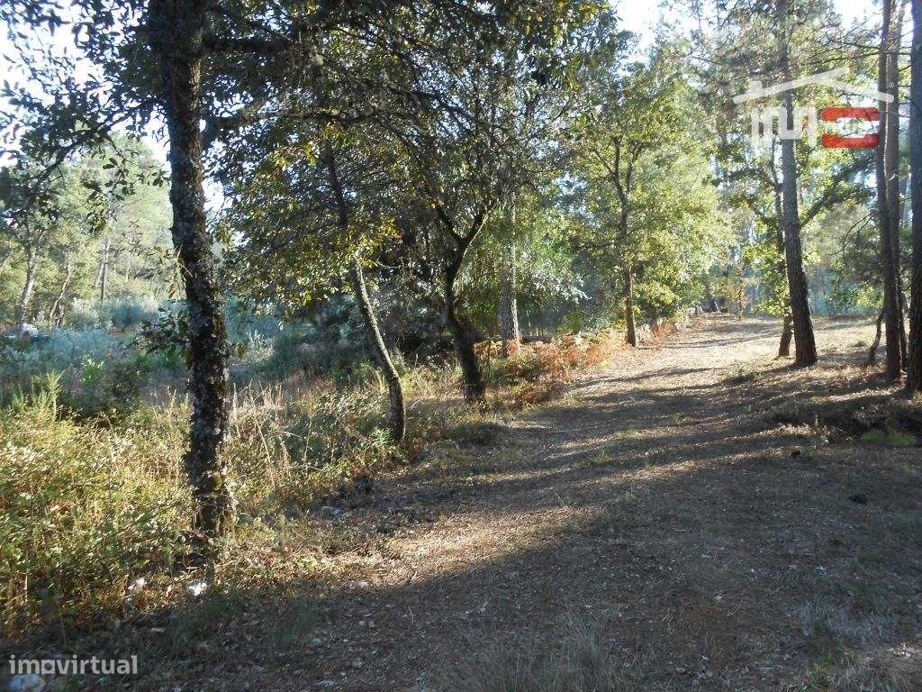 TERRENO RUSTICO COM AREA DE 1950 M2 FRAGOSAS FÁTIMA - Grande imagem: 4/9