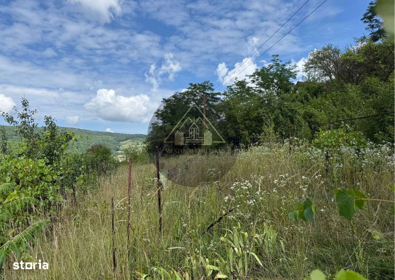 Teren Wewern, Medias - Imagine principală: 5/6