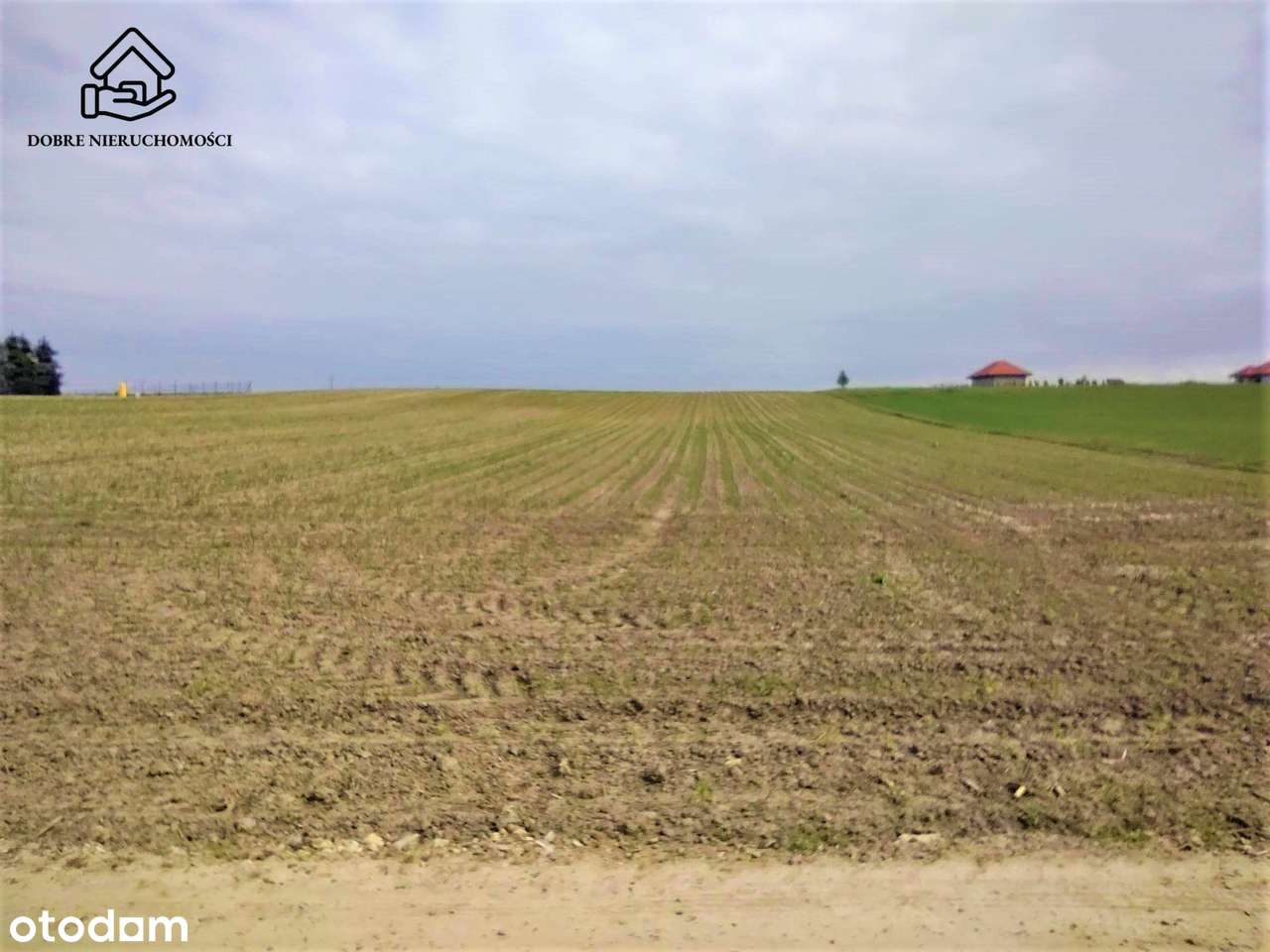 Duża działka - Wz - Miłocin - Pełny obrazek: 4/5