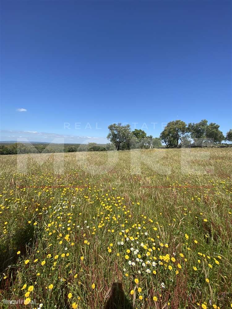 Terreno Rústico com 18.750 m² – Alcáçovas, Viana do Alentejo - Grande imagem: 3/10
