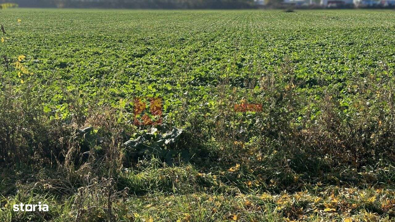 TEREN- 59 545 MP - POZITIONAT STRADAL-3