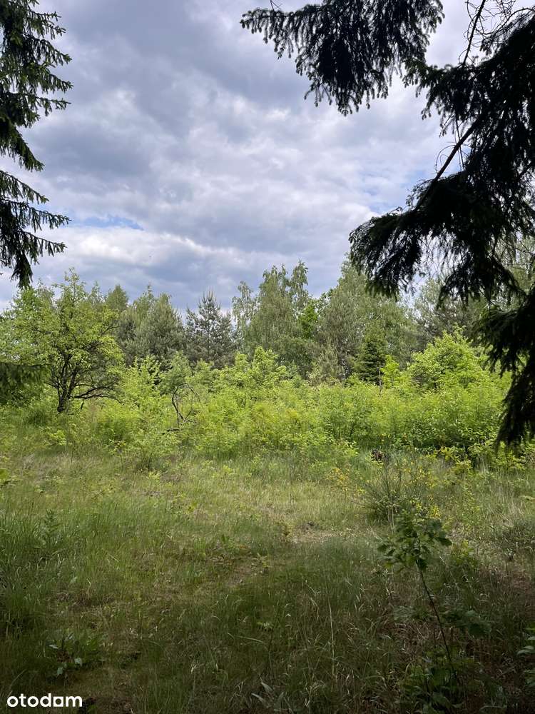 W trakcie podziału - Pełny obrazek: 5/6