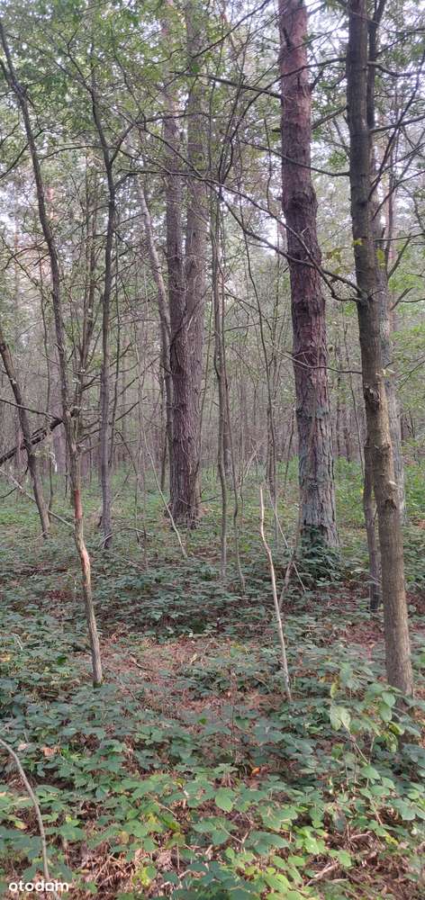 Sprzedam 2 działki leśne w jednym kompleksie lesnym - Pełny obrazek: 4/10