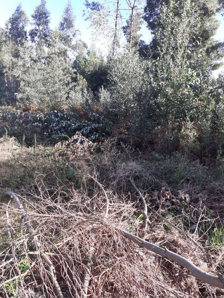 Terreno Urbano | Olival - Grande imagem: 5/9