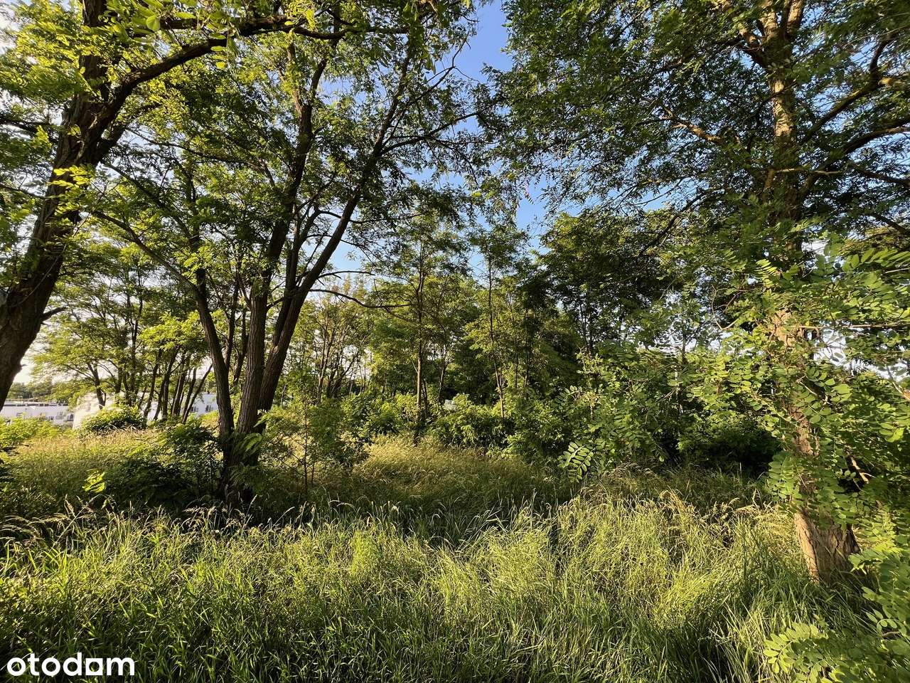 UZBROJONA-300m jezioro Kiekrz- KAMERALNA + SKARPA - Pełny obrazek: 5/13