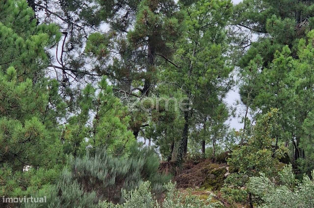 Terreno Urbanizável para Venda em Pegarinhos , Alijo - Grande imagem: 5/7