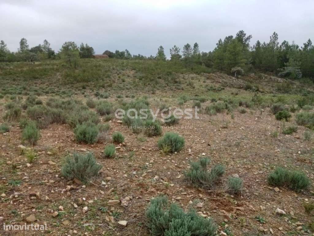 Excelente Terreno rústico na Localidade de Benquerencas, em C.Branco - Grande imagem: 2/13