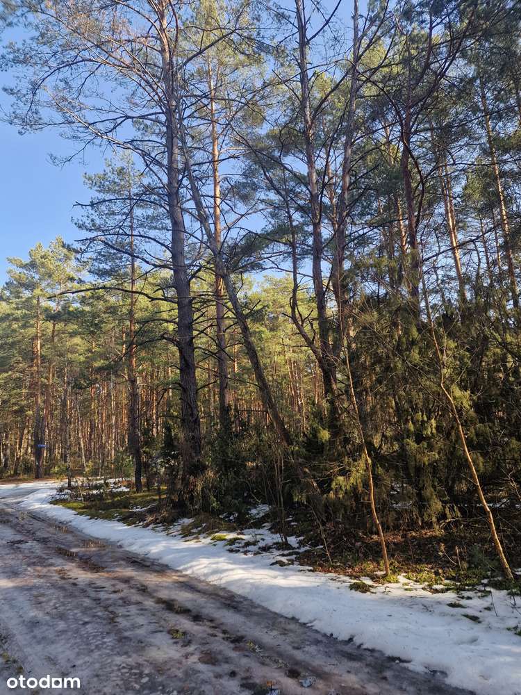 Dwie działki po 3250 m2 Popowo-Letnisko - Pełny obrazek: 4/11