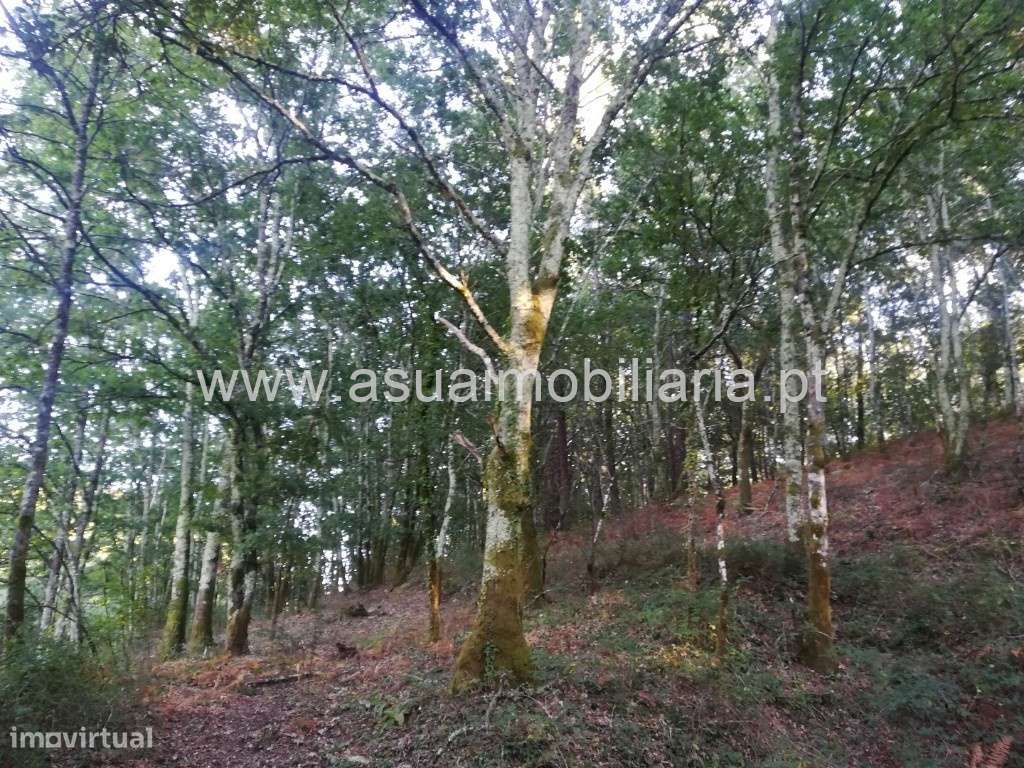 Terreno Agrícola e Bouça - Torre - Grande imagem: 3/7