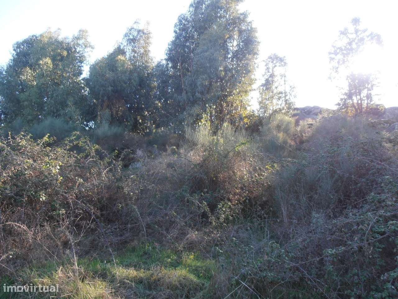 Quinta-13