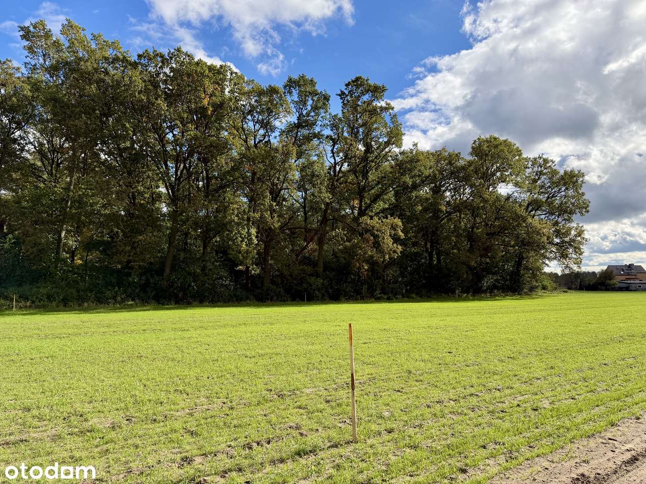 Działki przy jeziorze Lucieńskim i lesie państwowym-8