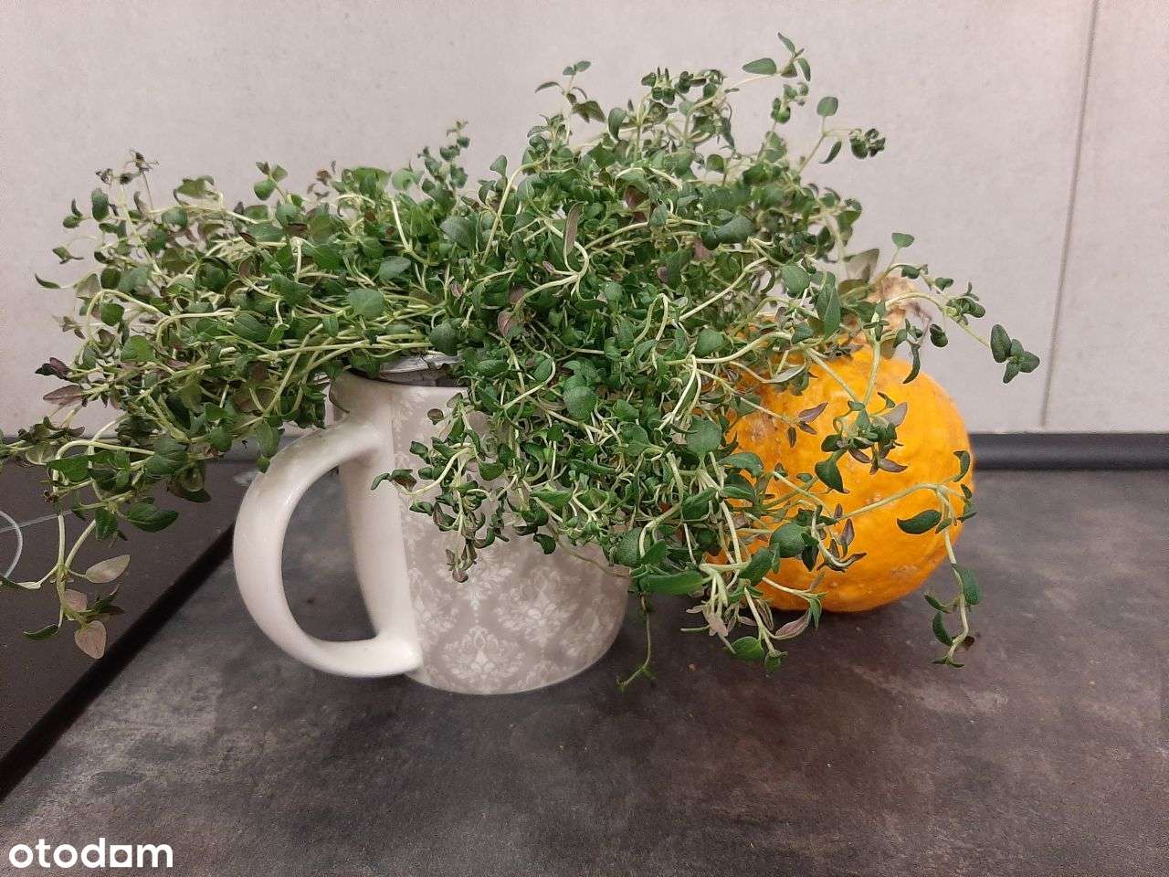 Klimatyczna kawalerka w CENTRUM [ENG below] - Pełny obrazek: 4/12