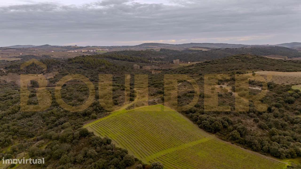 Quinta do Arieiro - Cedovim | Vila Nova de Foz Côa | Douro Superior-37