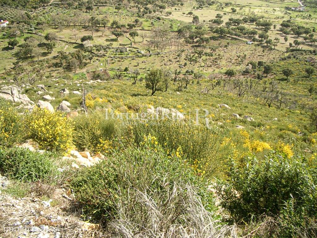 Propriedade de 9ha inserida no P. N. Serra de S. Mamede - Grande imagem: 5/8