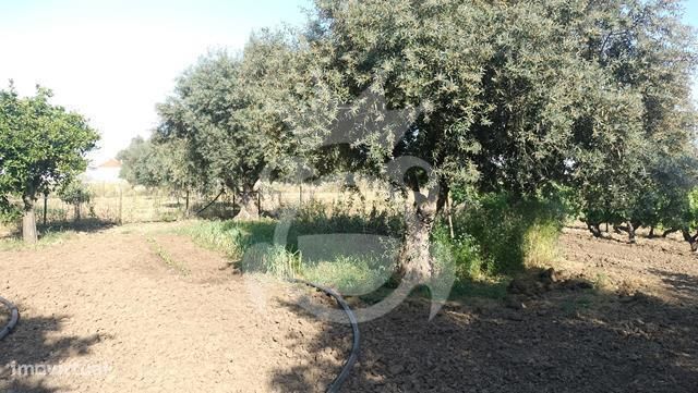 Moradia com grande quintal  - Lote 1960 m2-24