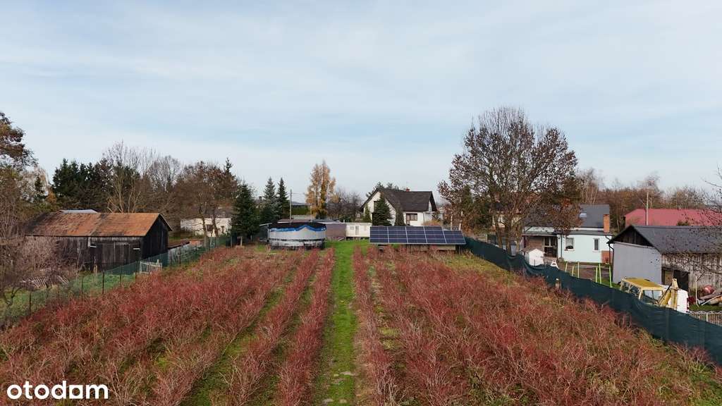 Działka rolno-budowlana, uprawa borówek k.Kalisza - Pełny obrazek: 3/12