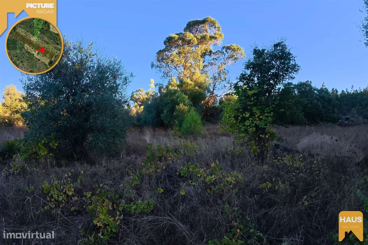 Terreno Rústico 2.300m² c/ Muros de Pedra – Juncal do Campo-11