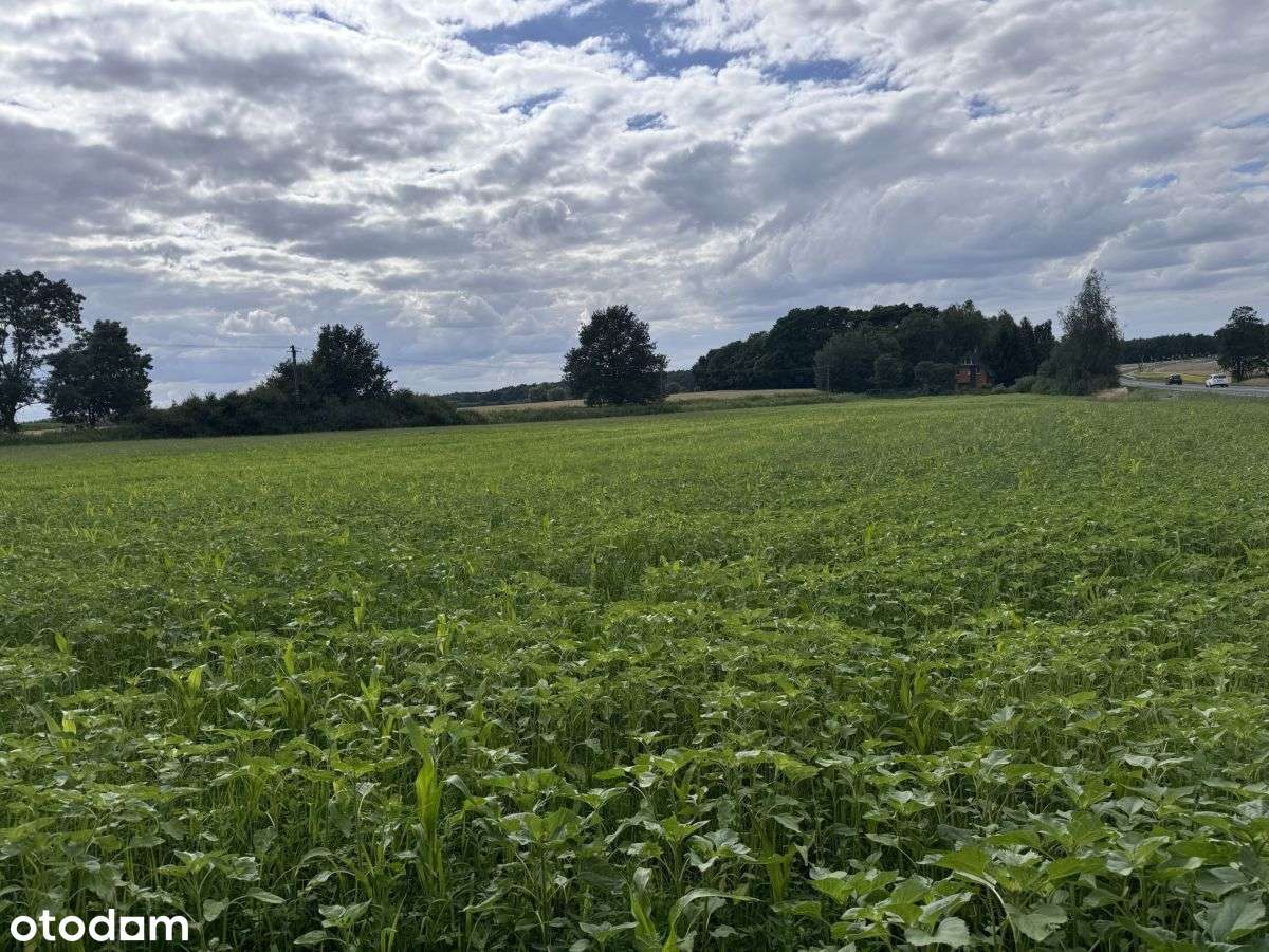 Okolica Stęszewa - Wielkawieś - WZ-1