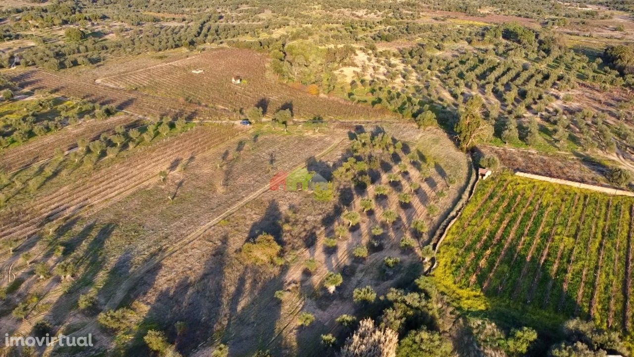 Terreno rústico para projeto agrícola, zona vinícola