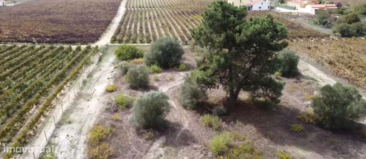 Quinta com 1,5 hectares em Lau, Palmela. - Grande imagem: 5/23