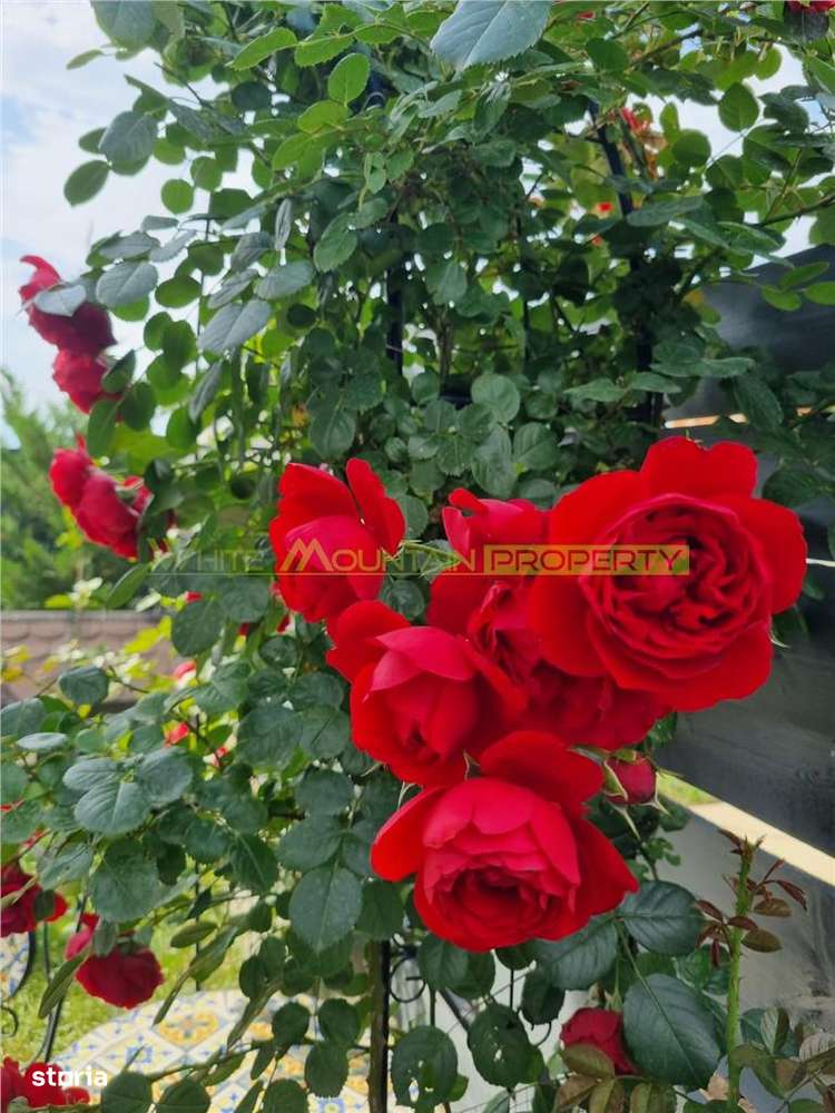 Buftea, casa 4 camere-13